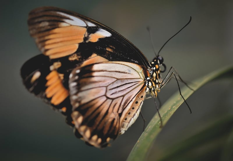 Butterfly Effect Avoidance